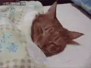 sleeping cat turns over