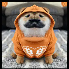 Sad Shiba Inu in Bitcoin hoodie
