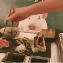 Pig eating sushi with chopsticks