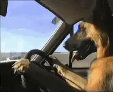 dog driving car
