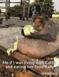 Overweight monkey eating cabbage