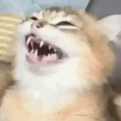 Cat screaming with eyes closed