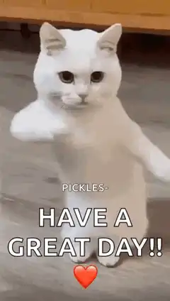 White cat dancing with text