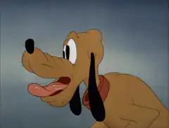 Pluto drooling