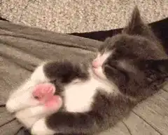 Sleeping kitten wiggling paws