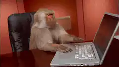 Monkey typing on laptop