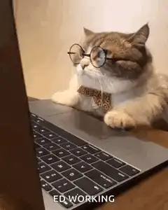 Cat wearing glasses working on laptop