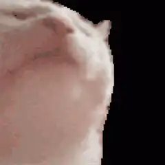 pixel art cat face zoom