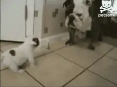 Bulldog confronts puppy
