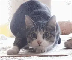 Cat staring then Shaq nodding
