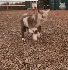 Goat headbutting a milk bottle