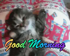 Kitten yawning good morning