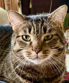 Close-up of a tabby cat