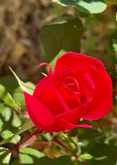 Close-up of a red rose