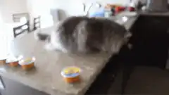 cat knocks food off counter