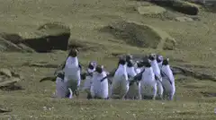 penguins dancing in a circle