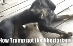 Raccoon wrestles dog on deck