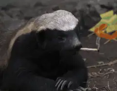 Honey Badger Smoking Cigarette