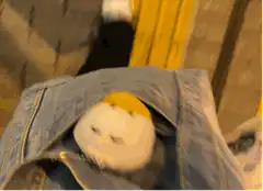 egg in jeans pocket