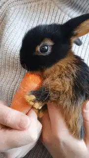 Small rabbit eating a carrot