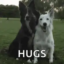 Two dogs hugging in a park