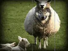 wolf in sheep's clothing