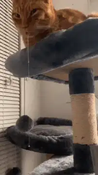 Cat drool measured with ruler