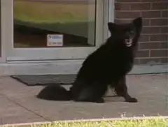 Black dog fades away