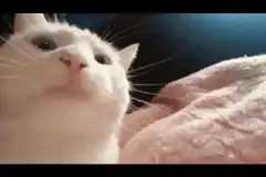 White cat rubbing on pink blanket