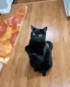 black cat begging for pizza