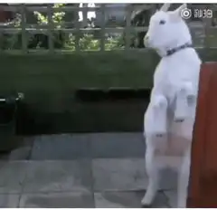 white goat stands up then falls
