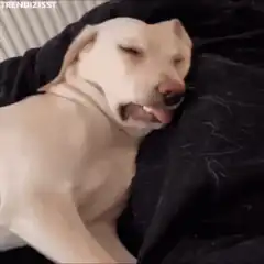 Dog sleeping and baring teeth