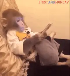 Monkey reading a book