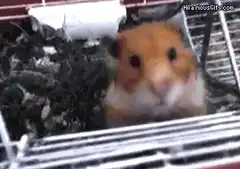 Hamster eating a quail egg