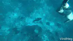 Snorkeler gets chased by a fish
