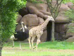 Ostrich chases giraffe in zoo
