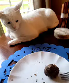 White cat staring at meatball