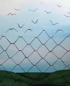 Birds flying over chain link fence