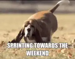 Sprinting Towards The Weekend Dog