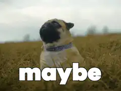 Pug looking up maybe