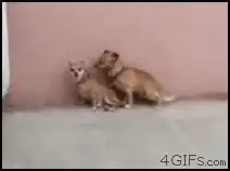 Two small dogs hugging against a wall