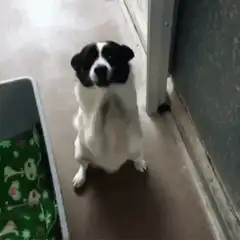 dog shaking head