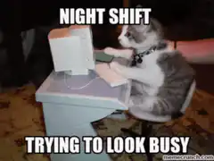 Night shift cat trying to look busy