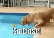 Dog so close to ball