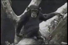 Chimpanzee climbing tree