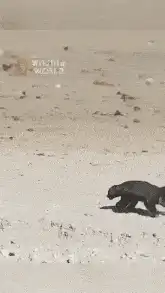 Honey Badger vs Oryx