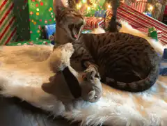 Cat yawning then looking up