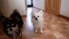 Two dogs playing in a hallway