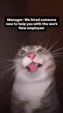 Cat reacting to new employee