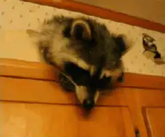 raccoon steals watermelon slice